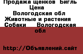 Продажа щенков “Бигль“ › Цена ­ 1 - Вологодская обл. Животные и растения » Собаки   . Вологодская обл.